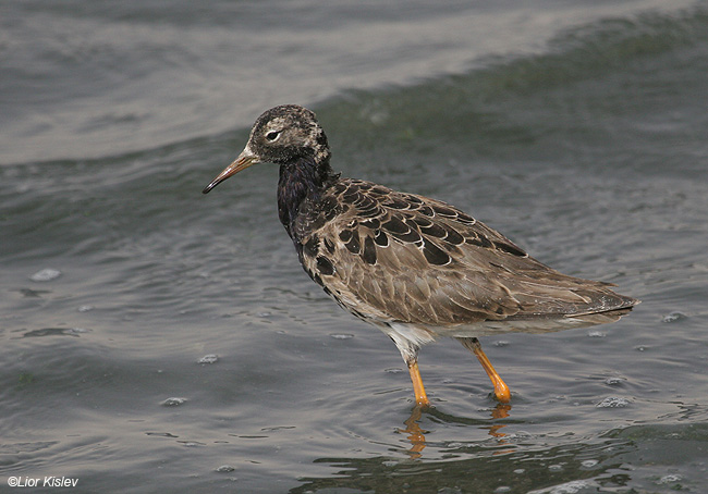       Ruff  Philomachus pugnax                                         , 2009 : 